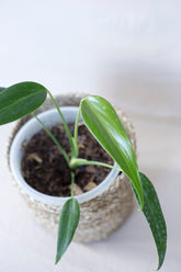 Monstera sp. 'Burle Marx Flame'